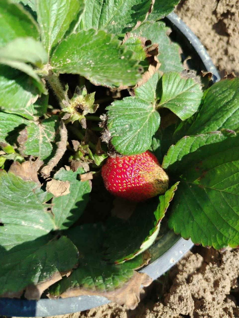 يوجـد شـتلات فرولة 🍓🍓لـلبـيع


**إذا كنت صاحب هذا الإعلان وتريد حذفه لأي سبب، رجاءا أرسل رسالة إلى الدعم الفني**