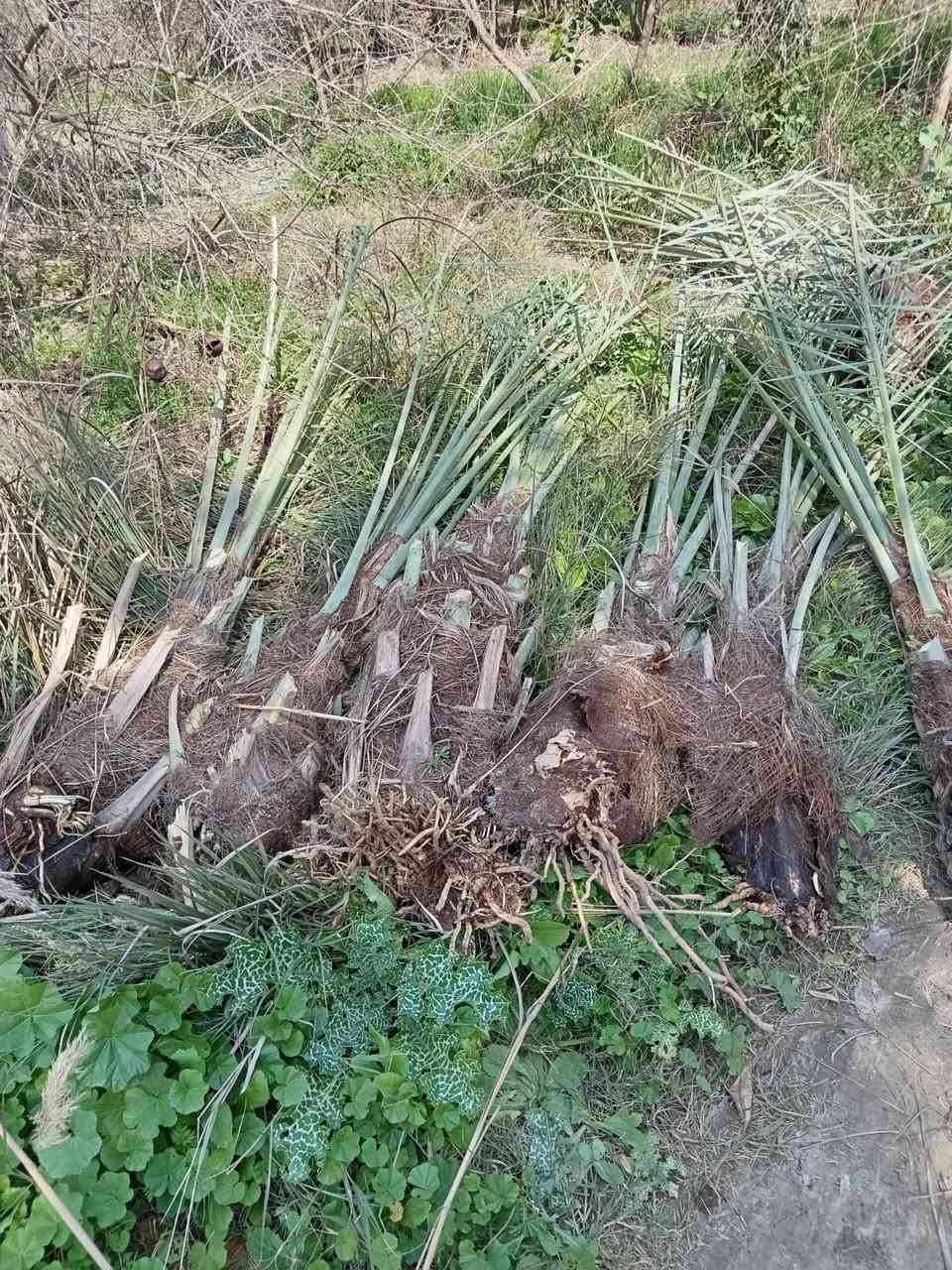 فسايل زهدي للبيع قنينة وفوك   
***********
***********
