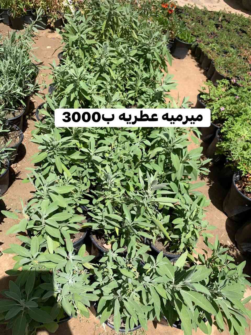 تفاصيل داخل صور


**إذا كنت صاحب هذا الإعلان وتريد حذفه لأي سبب، رجاءا أرسل رسالة إلى الدعم الفني**