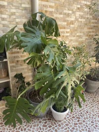 قفص صدري • حجم كبير • نهايته