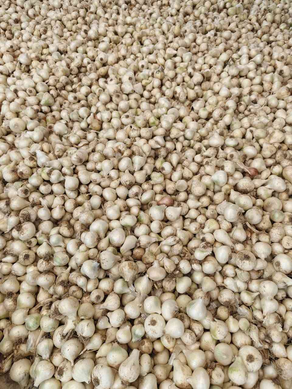 يوجد (بصل حار معرب)فسقه و خشن درجه اولى شرط 
مكان كربلاء طويريج الخيرات
***********
