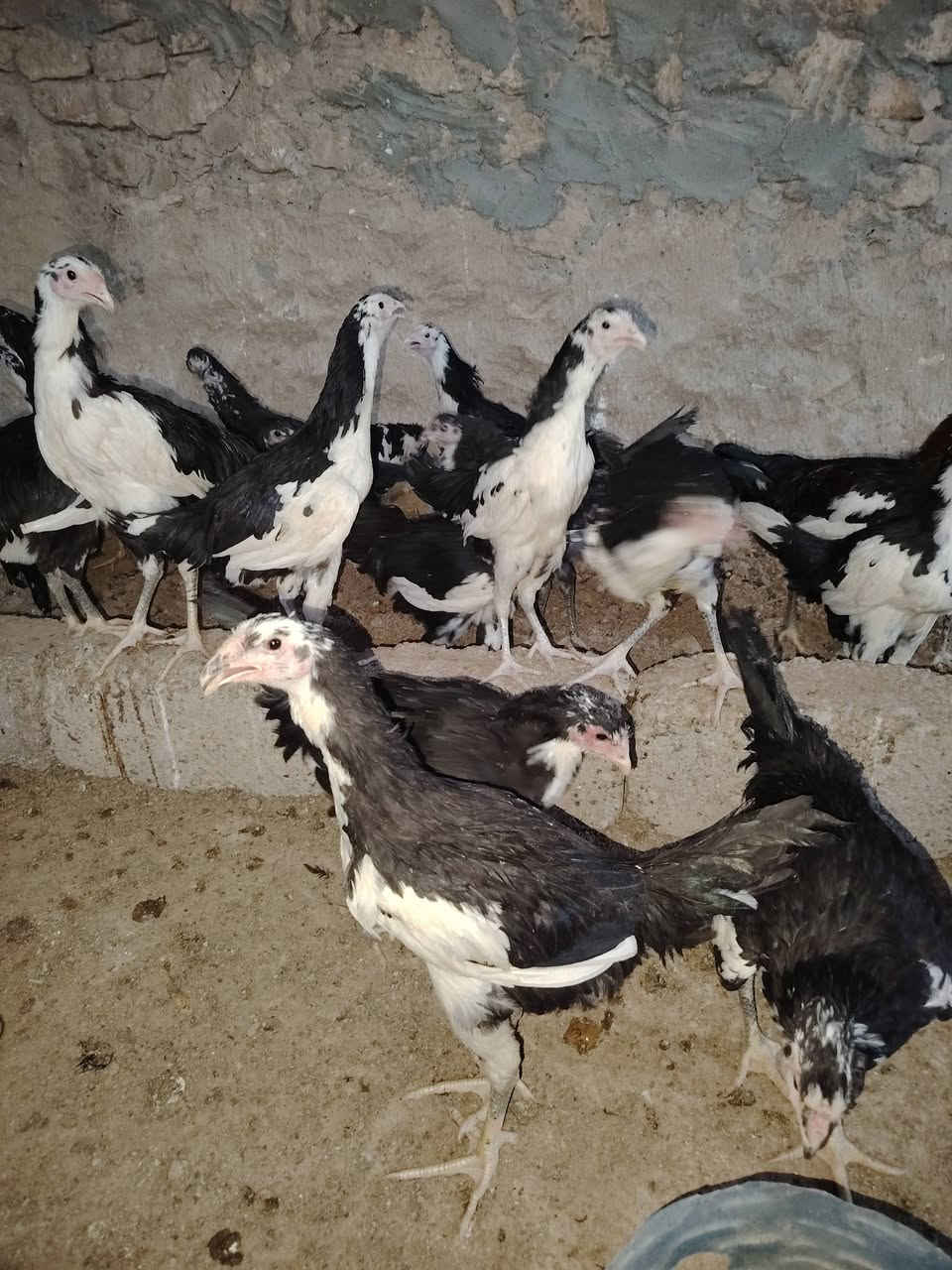 سلام عليكم للبيع ديك ***********
