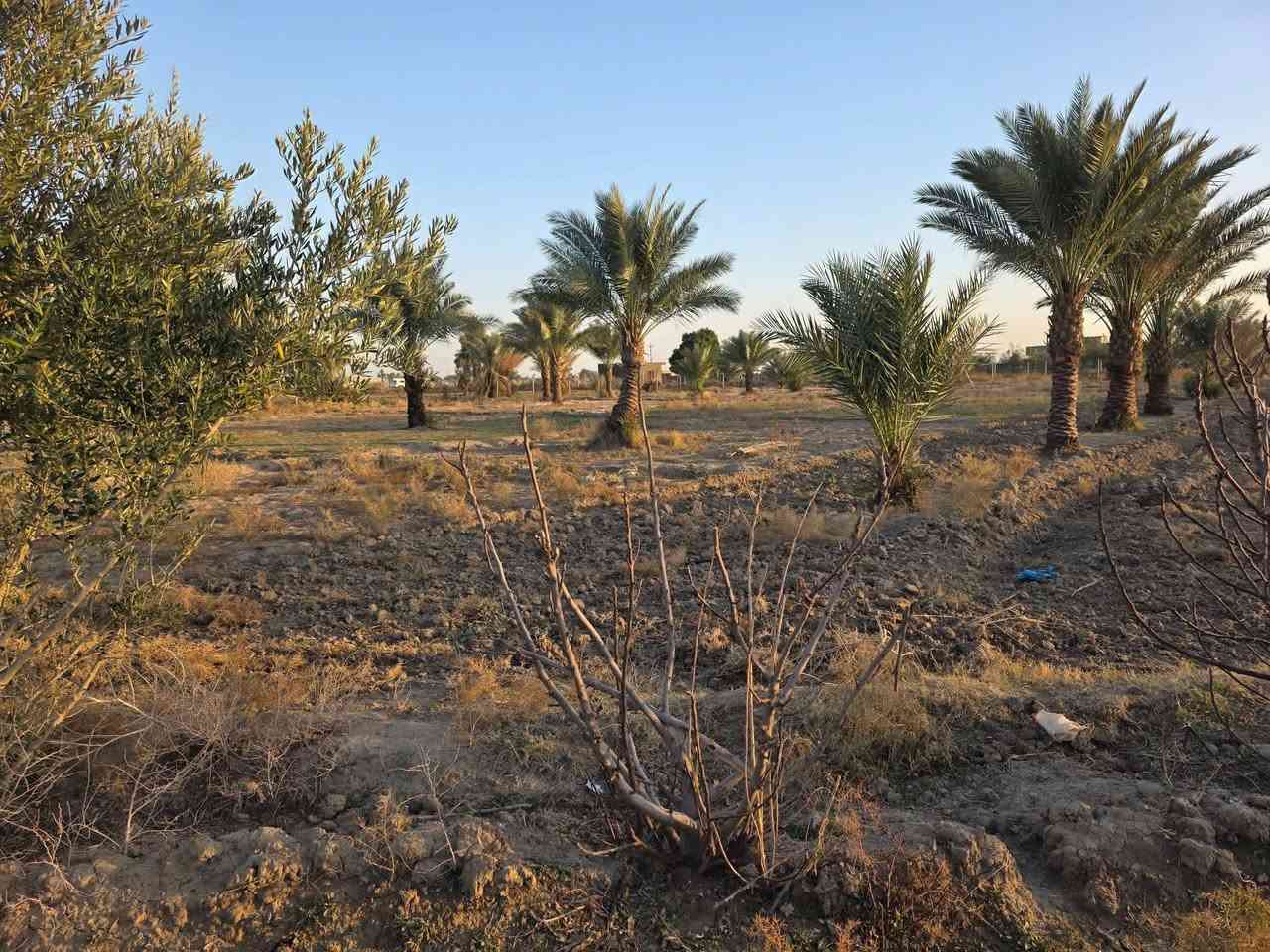 مزرعه للبيع 4 دوانم وجها  ع تبليط تبعد عن طريق الدغارة ديوانيه 700 متر// بيه مشتمل سند 25 بيها اجازه بستنه   خلف مطعم 🍴 واثق قرب معمل الزفت/***********
