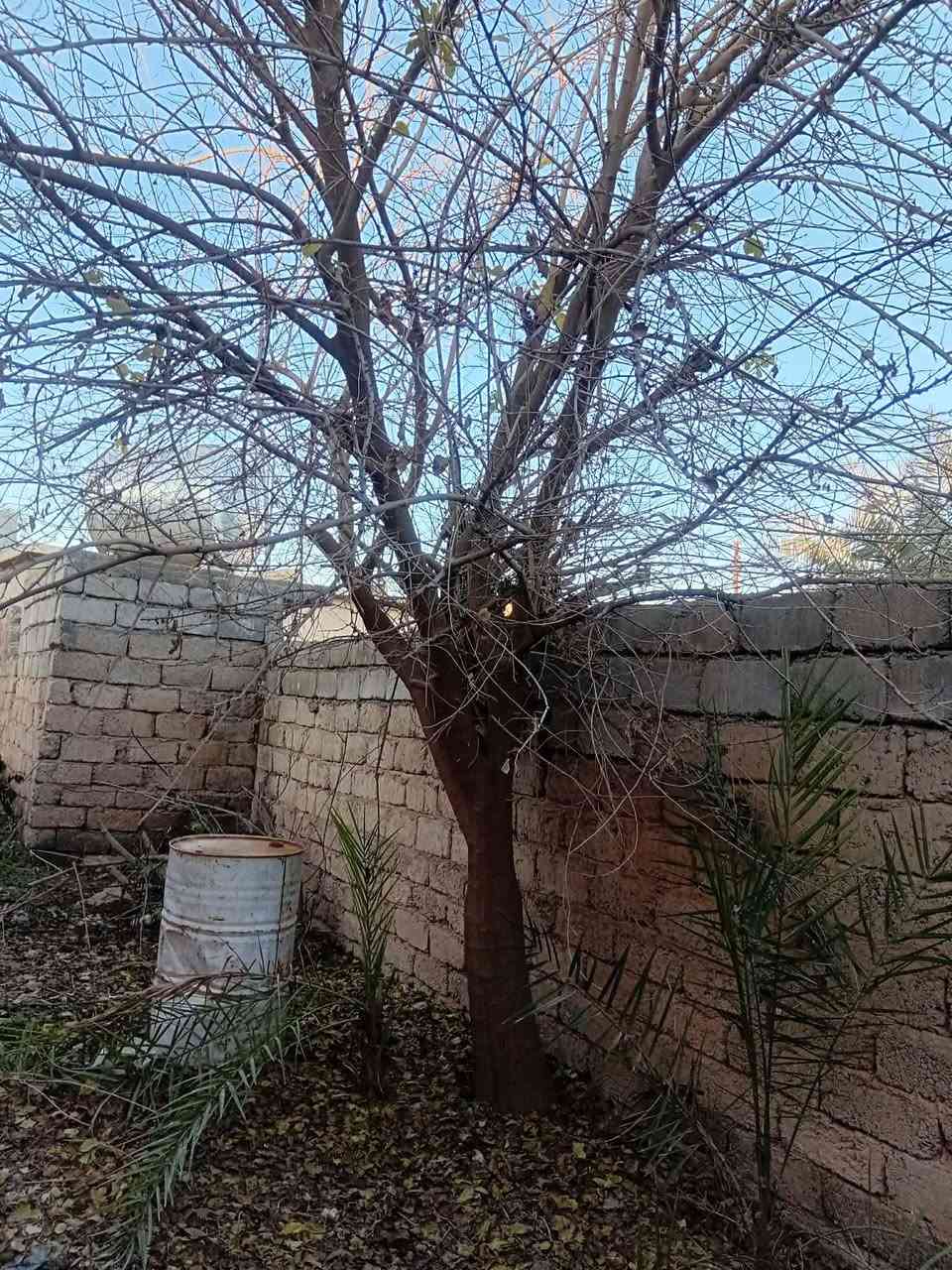 السلام عليكم عندي سجر اليريدو يجي ياخذو مكاني الزويه ***********
