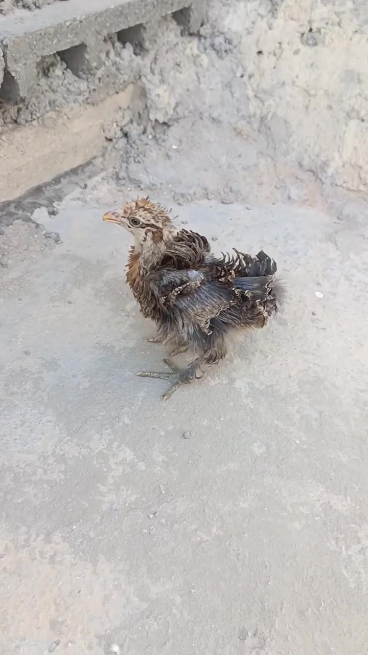 لبيع زوج ب6


**إذا كنت صاحب هذا الإعلان وتريد حذفه لأي سبب، رجاءا أرسل رسالة إلى الدعم الفني**