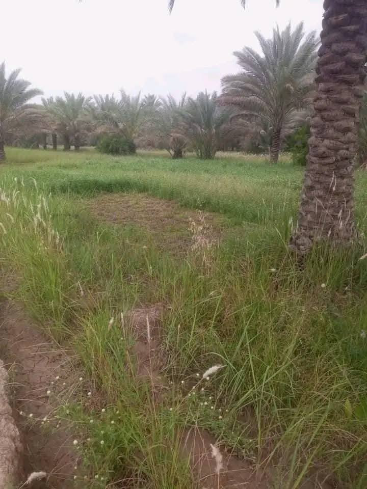 السلام عليكم حبايب
بستان البيع في ڪربلاء منطقت الابراهيميه 
(مساحت البستان) 5 دوانم ونصف 
نوع العقار /  طابو 
ثاني يوم يتحول بسمك  
البستان يحتوي علا 200 او اكثر من النخيل ارض مخدومهه 
وتتوفر جميع الخدمات من / مدارس /كهرباء / مي واله اخره 
الاستفسار         ***********
