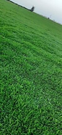 ثيل هندي • عالي الجودة • توصيل كل المحافظات