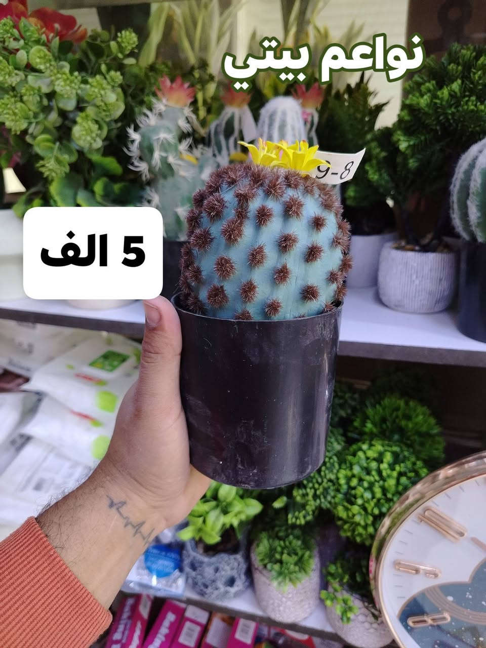 سنادين صبار بموديلات مختلفه ترد الحسد والعين وديكور حلو 
توت توت تعالي النواعم بيتي كلشي موجود😜🤪😋
🧿﷽ 🧿
#نواعم بيتي المواد المنزليه
بضاعة جديدة ومنوعة موديلات واشكال مختلفة راقية وأنيقة ومفيدة جدا تجدونها في نواعم بيتي  
العنوان / العزيزية شارع سيد عزي مجاور علي العتبي للذهب عمارة احمد صبر
يتوفر لدينا خدمة توصيل داخل العزيزية مجاناً 
توصيل لكافة محافظات العراق

👌للحجز ارسال صورة المنتج ورقم الهاتف 
الحجز مراسلة الصفحة أو الاتصال على الرقم ***********\*********** 
🏠الدوام من الساعة التاسعة صباحاً  لغاية الساعة التاسعة ليلآ
اسعارنا تنافسية ومخفظة جداً ....ويدللون 😁😃
