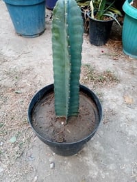 زرع • الوحدة بخمسة • الزعفرانية