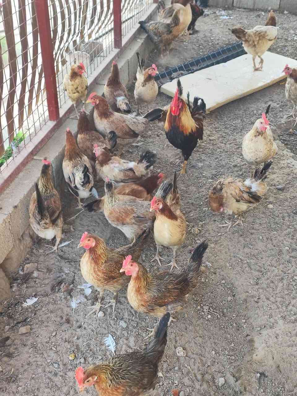 بسم الله الرحمن الرحيم متوفر كتاكيت كويتي مطوك وشمسي عمر 50 يوم وهاي صور امهاتهن  عدد 11 زوج سعر الزوج 12 للتواصل *********** فقط مراسله واتساب لا اجيب عل اتصالات
