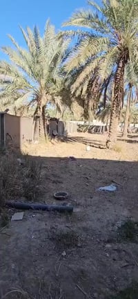 الحر الصغير • ١٠٠٠م • سند ٢٥