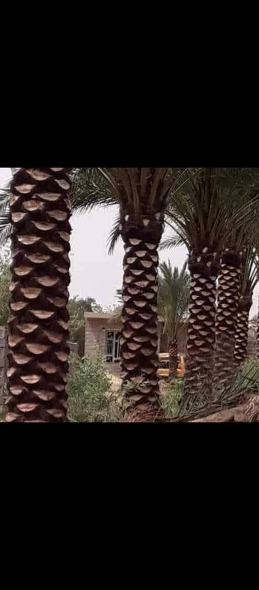 سلام عليكم اشتغل تكريب وتنضيف النخل وهذا شغلي وعندي غرس للبيع الكميات مفتوحه وعندي منشار تقطيع النخل والاشجار وهذا رقمي ***********
