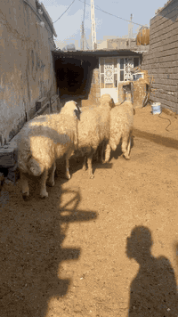 يا الله نعجات كريشيات العدد 4 نعجات كلش حلوات مآل جناي مكفولات كافت شروط الجني سعر آلوحده 375 وبيهن مجال بصيط مكاني البصره الزبير رقمي *********** يوجد توصيل 🚚 داخل البصره
