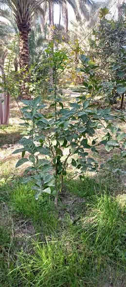 السلام عليكم عندي دايه نومي حامض مركب الاصلي العدد 50عود مكاني كربلاء الحسينيه ***********
