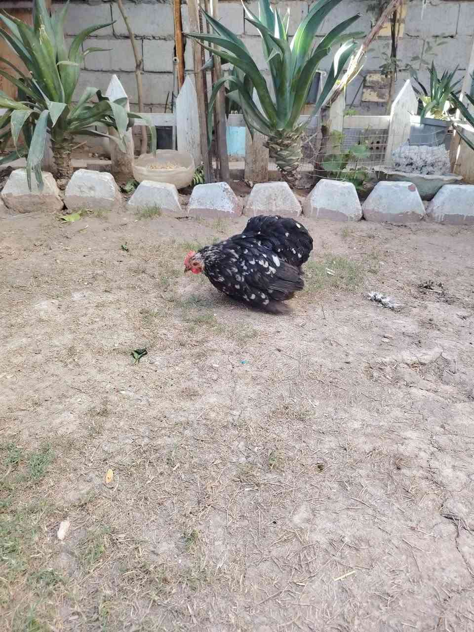 ديج ودجاجة كوجن الدجاجه بياضه ب75 بيهن مجال بسيط العنوان المحمودية


**إذا كنت صاحب هذا الإعلان وتريد حذفه لأي سبب، رجاءا أرسل رسالة إلى الدعم الفني**