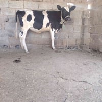 بجر للبيع • عجل للبيع • مراوس بحلال • حيوانات للبيع • عجول للبيع • بقر...