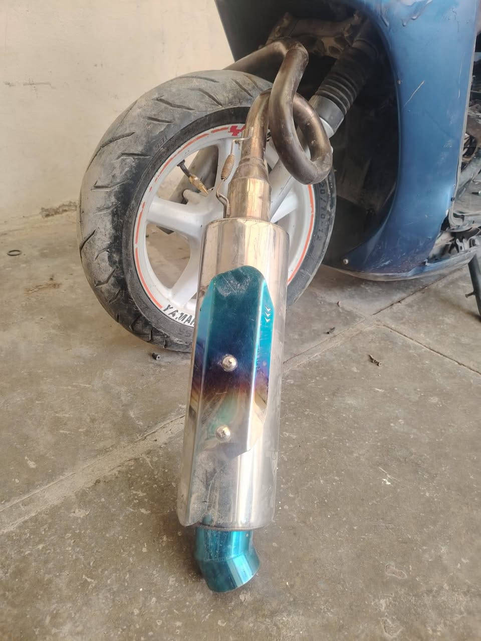 سلام عليكم شلونك غراص سكنس اصلي للبيع الصالنصه مال سكنس جوه السوك مكاني بغداد الشعله *********** وتساب او خاص
