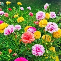 اقلام ورد • ورد الصباح • مجانا