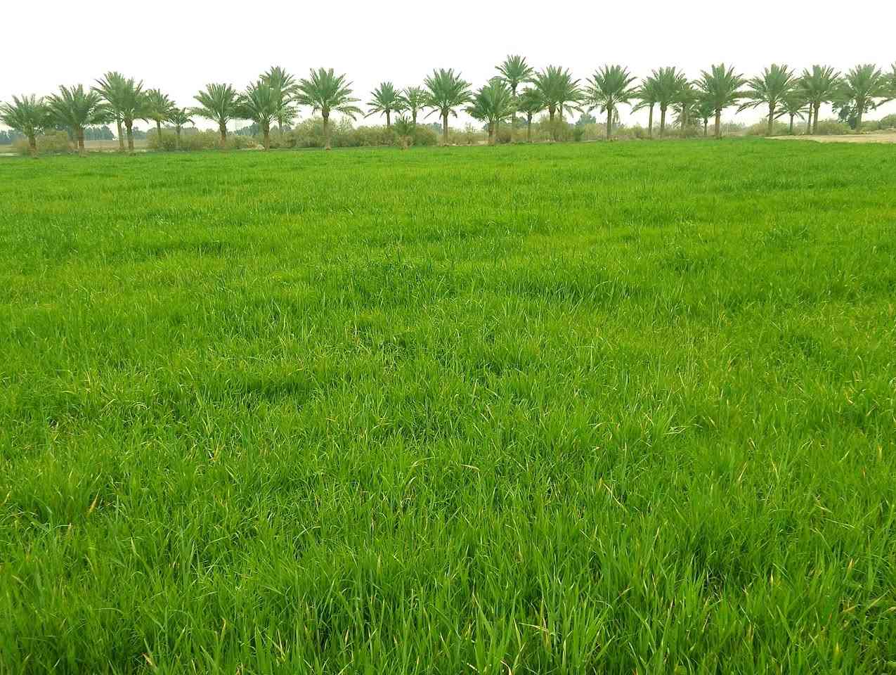 السلام عليكم
توجد كاع 15دونم للضمان مال حلال مزروعه شعير وبيها اشكال الادغال وطاشلها كيمياوي وساكيها جديد بصف  على الدولي مباشره مكانها بابل ناحية النيل للاستفسار ***********
