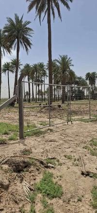 ٤ دونم • بستان نخيل • طابو زراعي