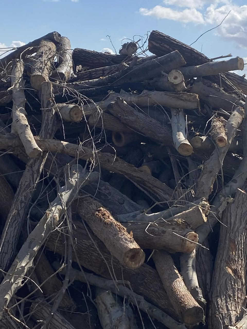 حطب للبيع كميات كثيره***********
