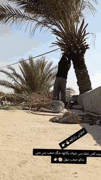 تكريب نخل وكصاص نخل درجه اوله استفسار  ‏‪***********‬‏
