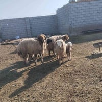 فحل للبيع الاتصال ب07776636811