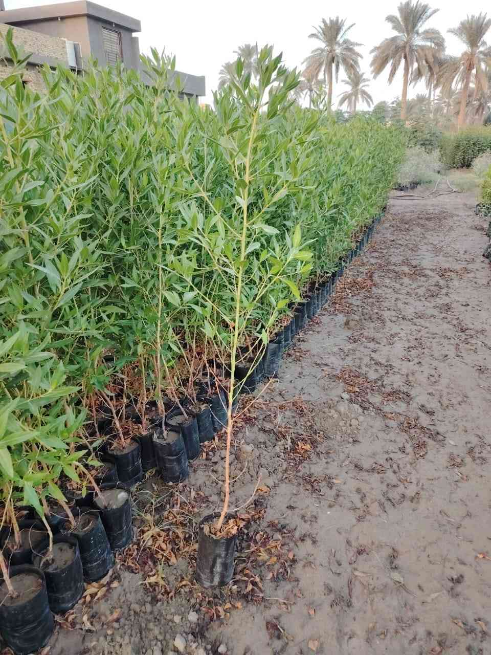 البيزيا خشنه و وسط العلو متر او نص وفوك

عنب اصناف شلاع كميات قمرية كامله حجم كبير

كاربس درجة أولى خشن سندان وجيس

جهنمي خشن ووسط

رمان يمني و مصري و اندر فول أمريكي كميات كبيرة

للتواصل والاستفسار ***********
***********
