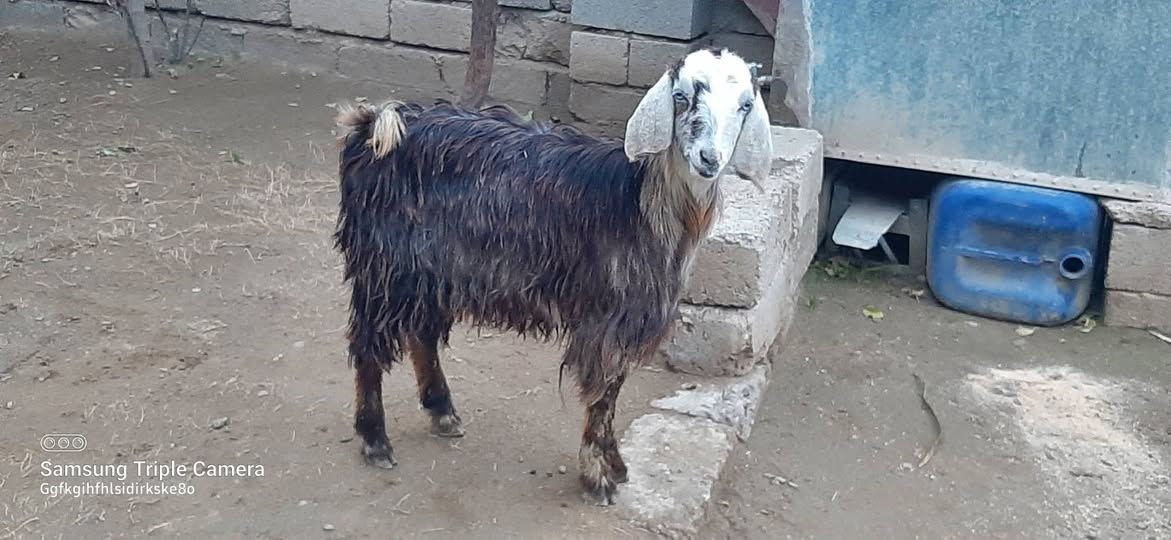 يوجد صخلة شرط نصاحه سعر 150 مكان بيجي حي العصري رقم الهاتف ***********,***********
