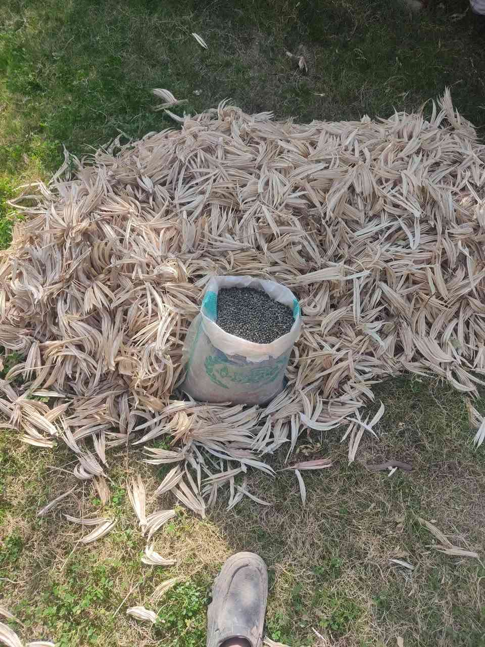 بزر باميه درجه اولى احسيناوي مكفول  كميه قليلهة  السعر اتصل ***********
