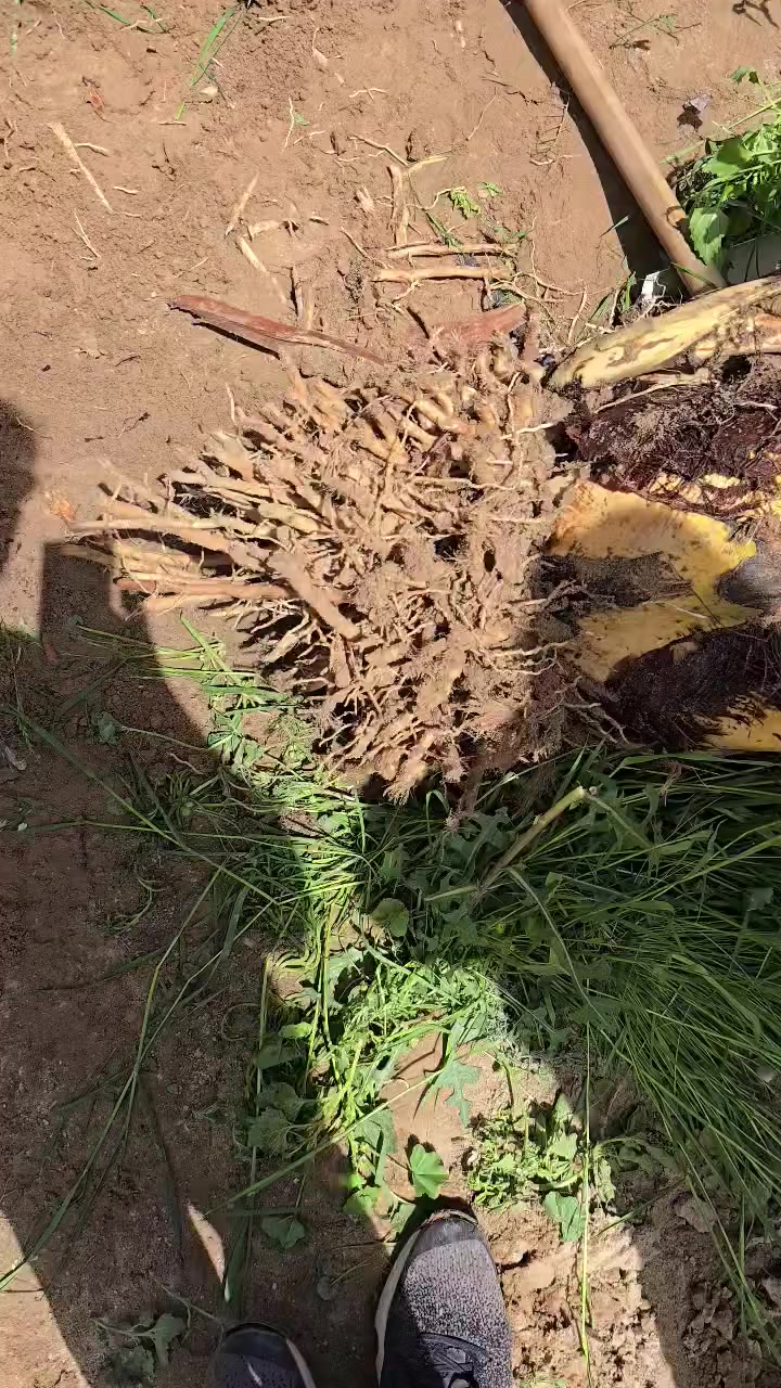 السلام عليكم
بيع مستعجل للوعود الكاذبة
متوفر أكثر من ٣٠ فسيله برحي من أم حرة وأم نسيجية 
مثل ما موضح بالفديو تغطية الفسائل وتكوين جذور 
السعر النهائي  ١٠٠ ألف 
ملاحظة ينباعن كلهن
المكان البصرة 
للإتصال ***********
