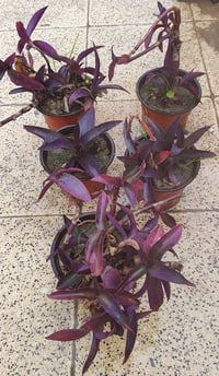 مكحلات • الصالون • توصيل الموصل