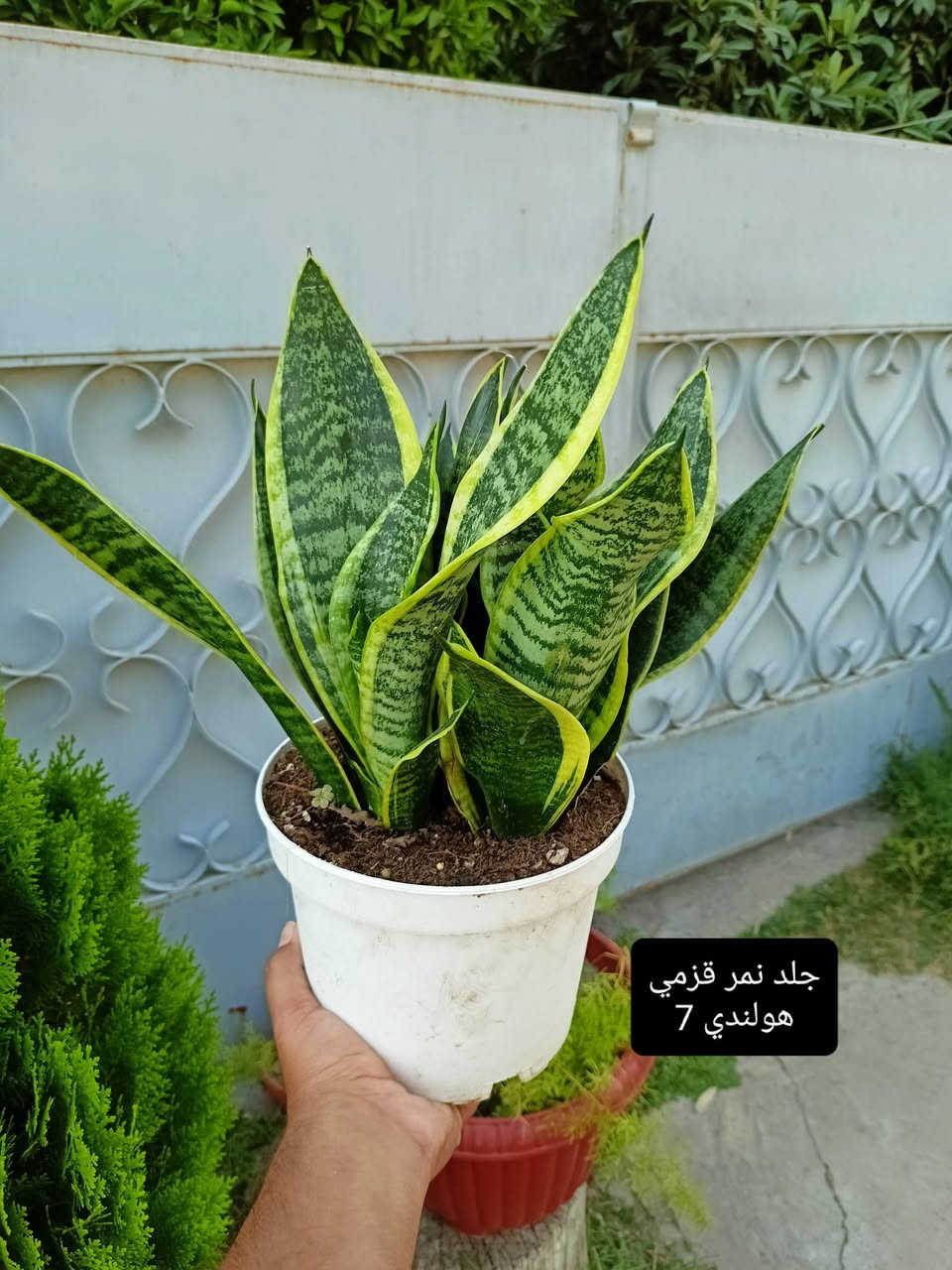نباتات للبيع وبأسعار مناسبة الأسعار داخل كل صورة بالمنشور للحجز مراسله الصفحه ولا تنسوا متابعه الصفحه 🌷


**إذا كنت صاحب هذا الإعلان وتريد حذفه لأي سبب، رجاءا أرسل رسالة إلى الدعم الفني**