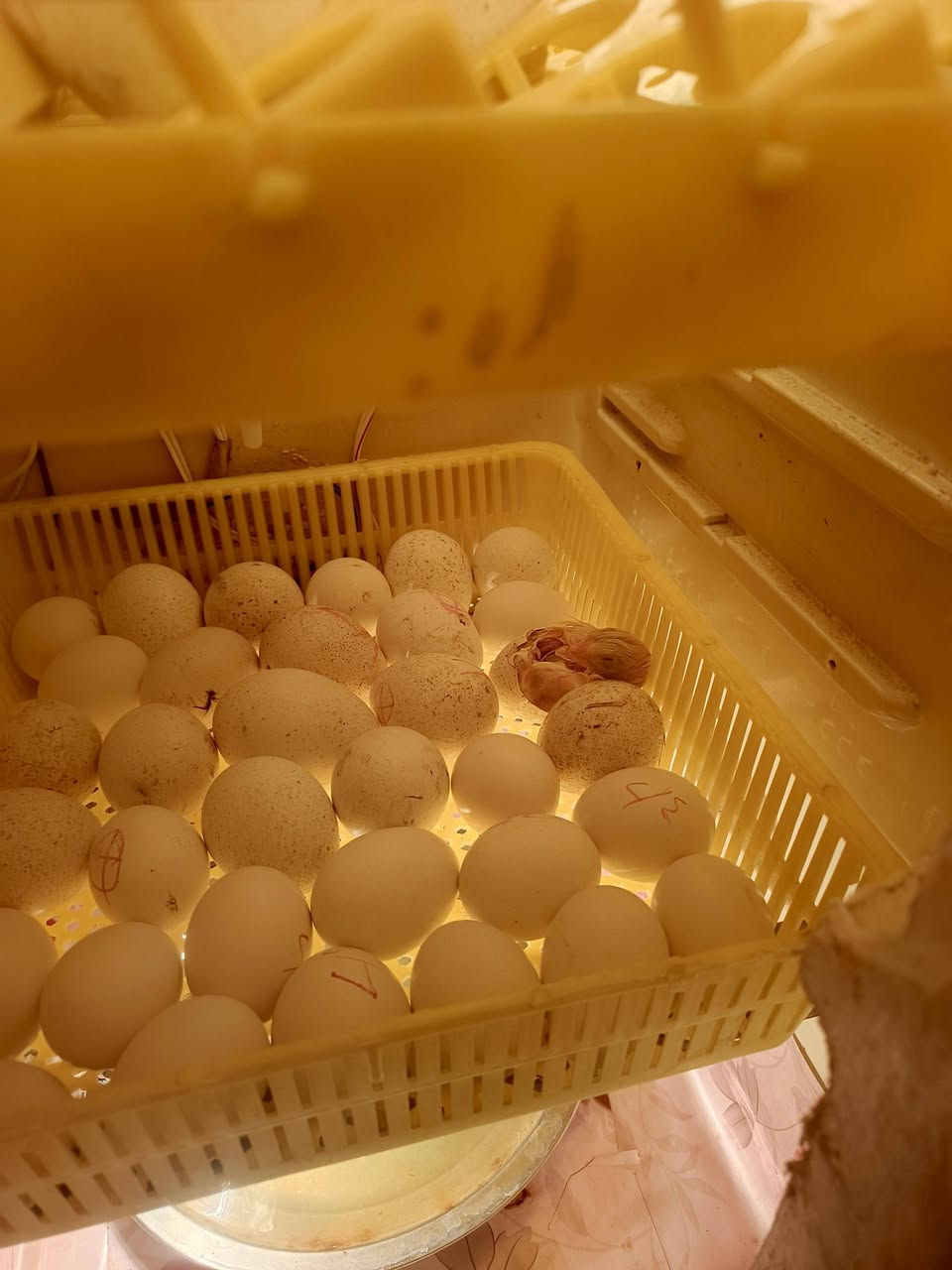 السلام عليكم فقاسه للبيع المكان كربلاء طويرج ام روايه  السعر 150 وبيه مجال


**إذا كنت صاحب هذا الإعلان وتريد حذفه لأي سبب، رجاءا أرسل رسالة إلى الدعم الفني**