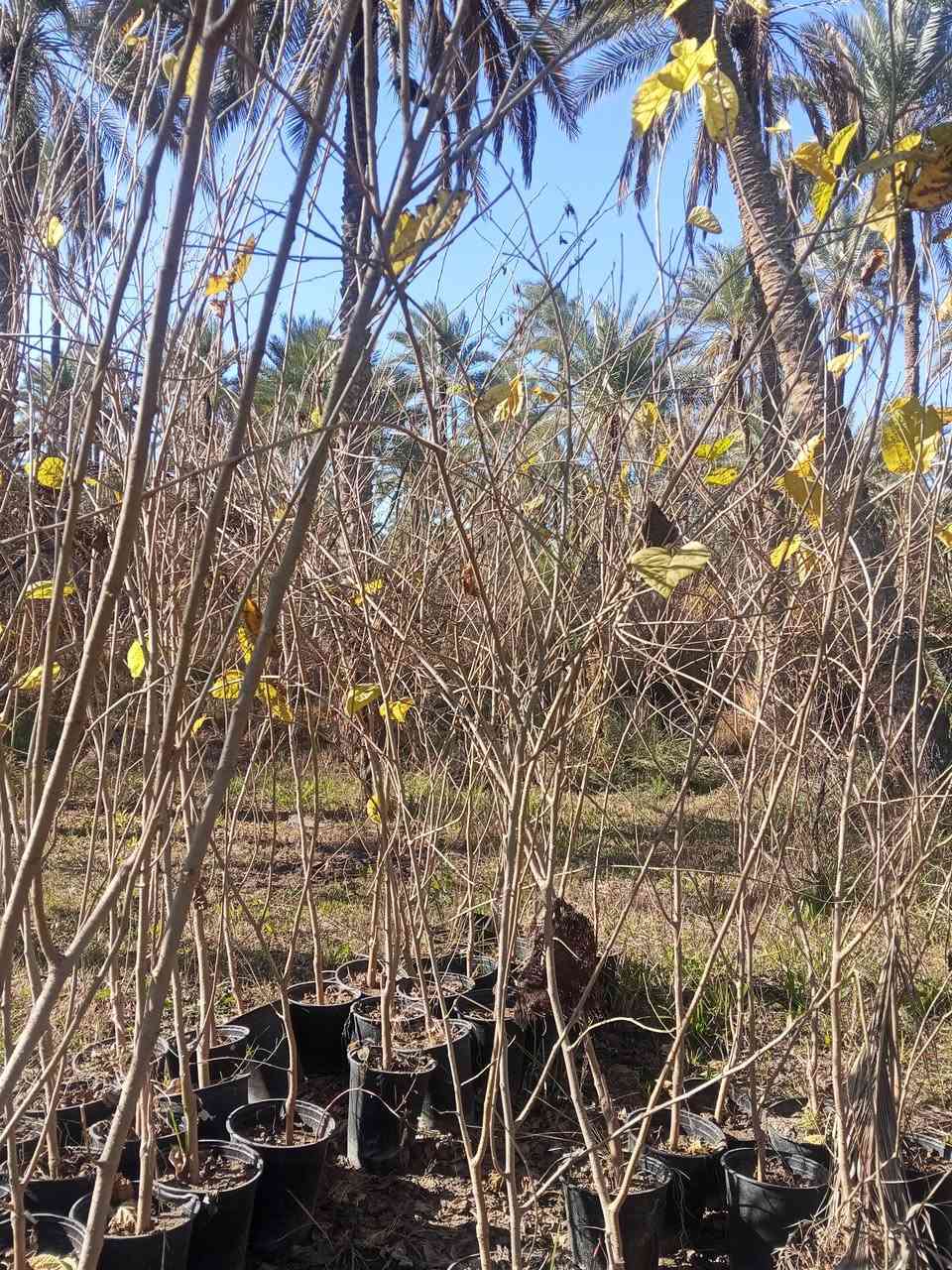 تكي كندي ارتفاع مترين إلى متر ونص 
🟥السعر 4000
🟥 عمر الأشجار 2 سنه
⬛️ ارتفاع الأشجار  متر و نص و مترين ونص 
⬛️الاول سنە یحمل
🟥 مناسبة للطقس البارد والحار والحار جدًا
⬛️ تنضج الثمار في الصیف و الخریف
🟥 تنمو أشجار تکي في جميع أنواع التربة

للحجز و الطلب
واتساب: ***********

 لدينا خدمة توصيل إلى جميع المناطق العراق كميه فقط 

عنواننا:  كربلاء قضاء الحسينيه منطقة الابراهيميه  #الجميع
