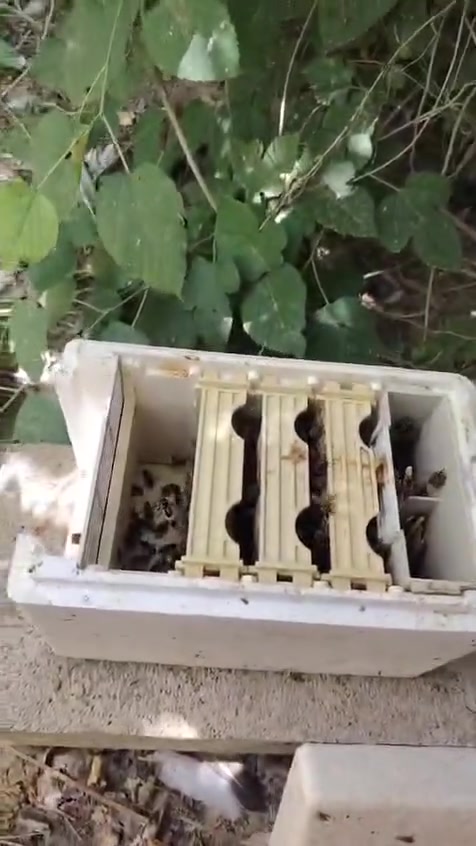 ⸻
🐝 ملكات نحل بكفاست ملقحة للبيع 🐝

متوفر لدينا ملكات بكفاست ملقحة تلقيح 26/6، جاهزة للعمل داخل الخلية.

✅ ملكات ملقحة تلقيحًا طبيعيًا.
✅ مناسبة لإنتاج العسل وتكوين طوائف قوية.
✅ يمكن بيعها مع النوية، وهي خيار ممتاز للمبتدئين ولمن يرغب ببدء مشروع تربية النحل بسهولة.
✅ ملكات سليمة وجاهزة للإدخال.

🍯 متوفر البيع:

الملكة وحدها.
أو الملكة مع النوية (حسب الطلب).

📩 للحجز والاستفسار الاتصال بالرقم : ‭***********‬
