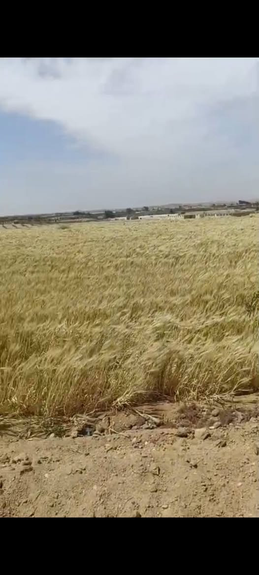 قطعه ارض 14فدان عقد البدائي بينها وبين الصحراوي الغربي 5 كيلو وبينها وبين القره 3كيلو ارض مزروعه بالكامل قمح ري نيلي غمر فيها استراحه و عنبر فراخ وبرج حمام سعر الفدان 130الف قابل للتفاوض لتواصل 01044446585


**إذا كنت صاحب هذا الإعلان وتريد حذفه لأي سبب، رجاءا أرسل رسالة إلى الدعم الفني**