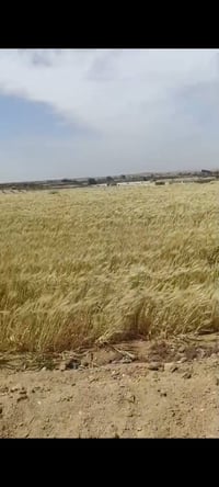 الصحراوي الغربي • ١٤فدان • قمح