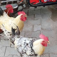 ديوك • ديك • دواجن • للبيع • طيور • حيوانات