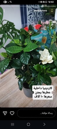 متجر زاميا • نباتات ظليّة