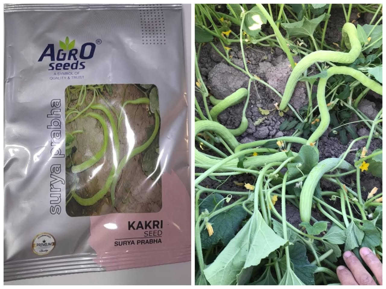 افظل بذور خيار هاي نوعيه الي يريد يزرع منه 
عندي كميه محدوده منه الي يريد يراسلني


**إذا كنت صاحب هذا الإعلان وتريد حذفه لأي سبب، رجاءا أرسل رسالة إلى الدعم الفني**