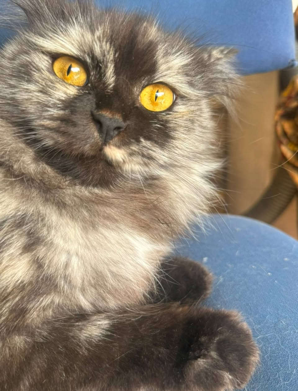 السلام عليكم...

😻 قطة تخبل 🐈‍⬛ فووول ألافه وفول نظافة تعرف اسمها 😘 هجين شيرزاي وبيرشم #للتبني للتواصل الاتصال على هذا الرقم (متوفر واتساب)
***********
