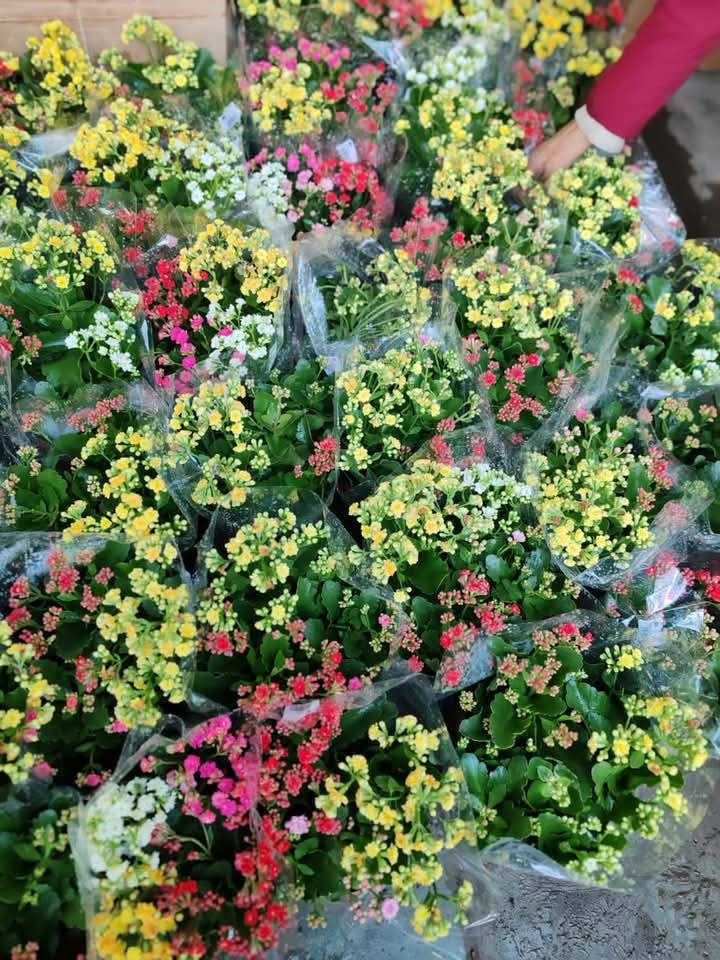 نبات كلانشو
نبات عصاري؛ لذلك يطلق عليه البعض اسم (صبار كلانشو)، مزهر وأزهاره طويلة العمر، وتأخذ ألواناً عدة من الأحمر والأصفر والبرتقالي والأرجواني

الكلانشو من النباتات التي تتحمل العطش والحرارة، وكون النبات مزهر فهو يحتاج لإضاءة قوية بعيدة عن أشعة الشمس المباشرة وتروى عندما تجف تربتها، ما يميز الكلانشو هو طول فترة الازهار.

يتحمل نبات الكلانشو تقلبات الحرارة المختلفة

السعر  7 الف  حجم كبير 
مشتل المصطفى  

للحجز عن طريق الخاص او على الارقام التالية عن طريق الواتس اب ....... 
   ... ***********
