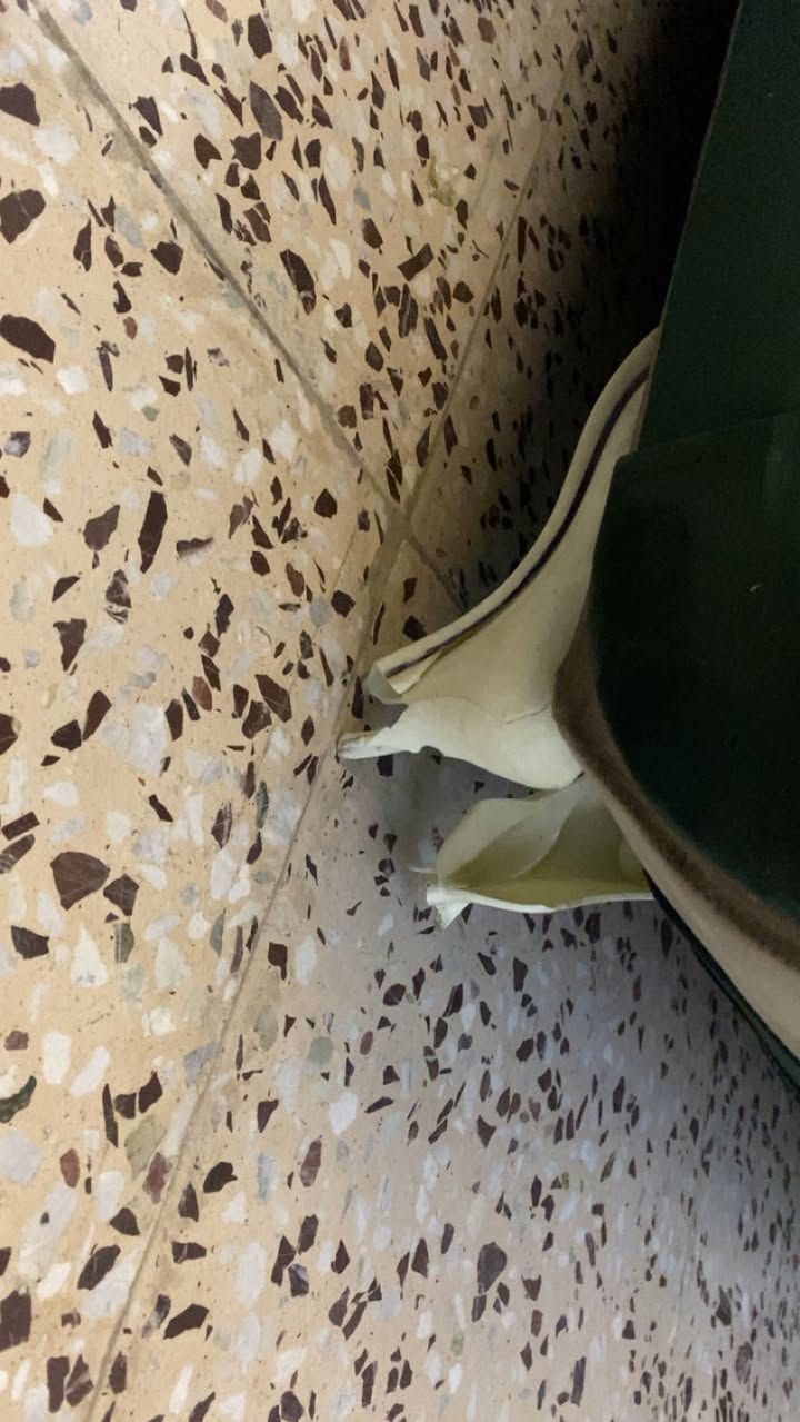 عندي تخم تركي عشر مقاعد نظيف ٩٠بلمية ضرره رجل وحدة متضررة سعره ٢٥٠وبي مجال العنوان بغداد المشتل


**إذا كنت صاحب هذا الإعلان وتريد حذفه لأي سبب، رجاءا أرسل رسالة إلى الدعم الفني**