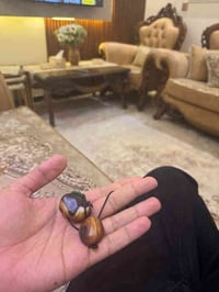 داودي قديم وفول الفول مكاني بغداد 07721144262 بغداد