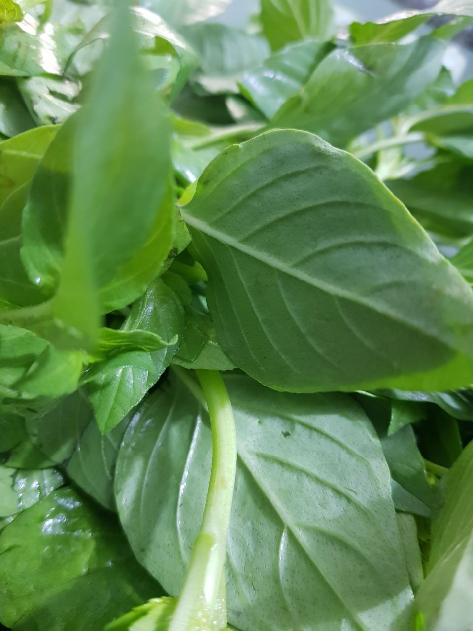 يتوفر ريحان ونعناع حيش باجر


**إذا كنت صاحب هذا الإعلان وتريد حذفه لأي سبب، رجاءا أرسل رسالة إلى الدعم الفني**