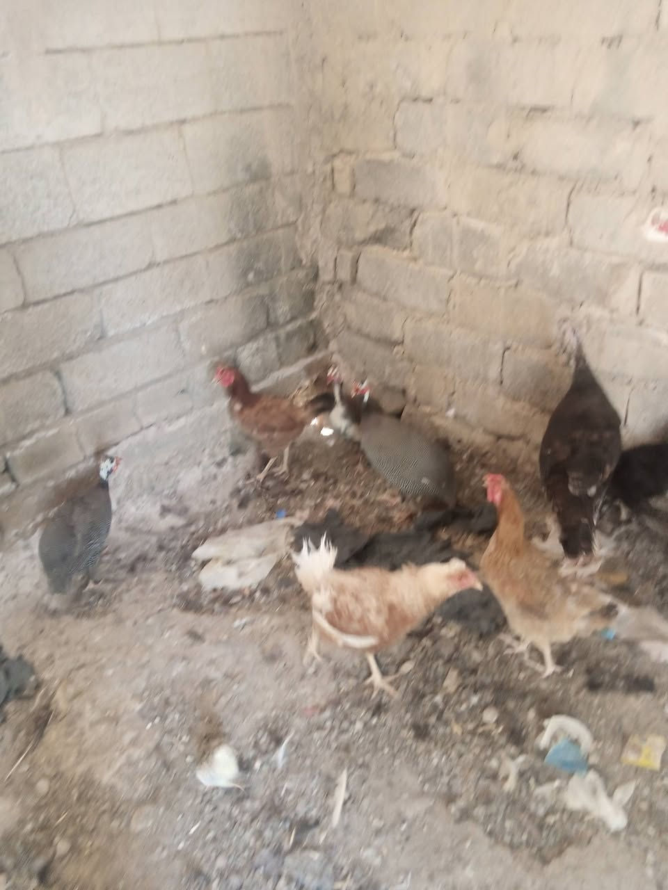 السلام عليكم يوجد دجاج عرب شرط نظيف درجه اولى مال بيت فسيفس فحل ب 75 ونثايه فسيفس العدد اثنين الوحده 30 ودجاج عرب سعر الدجاجه الوحده 12,000 ويوجد بط بياض سعر البطه سعر الزوج ب 12,000 دينار ويوجد بطء صغار سعر الزوج 10وقبچ سعر الزوج 25 ثنين فحله وواحد نثيا بياضه المكان تكريت القادسيه اقرا وردي الاتصال والاستفسار *********** ويوجد دجاجه كاركه بيض فسيفس وقبل جواها ب30
