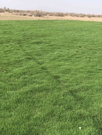 ثيل ديالى • تركيب حدائق • توصيل 24ساعة