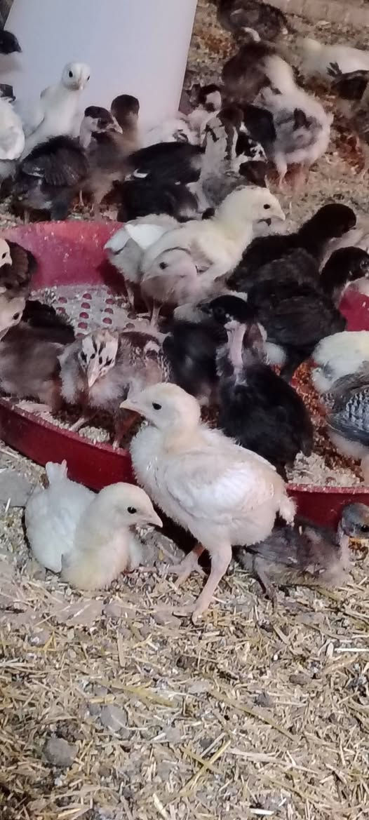 افراخ عرب اصلي لعمر شهر كامل لقاحات ***********
