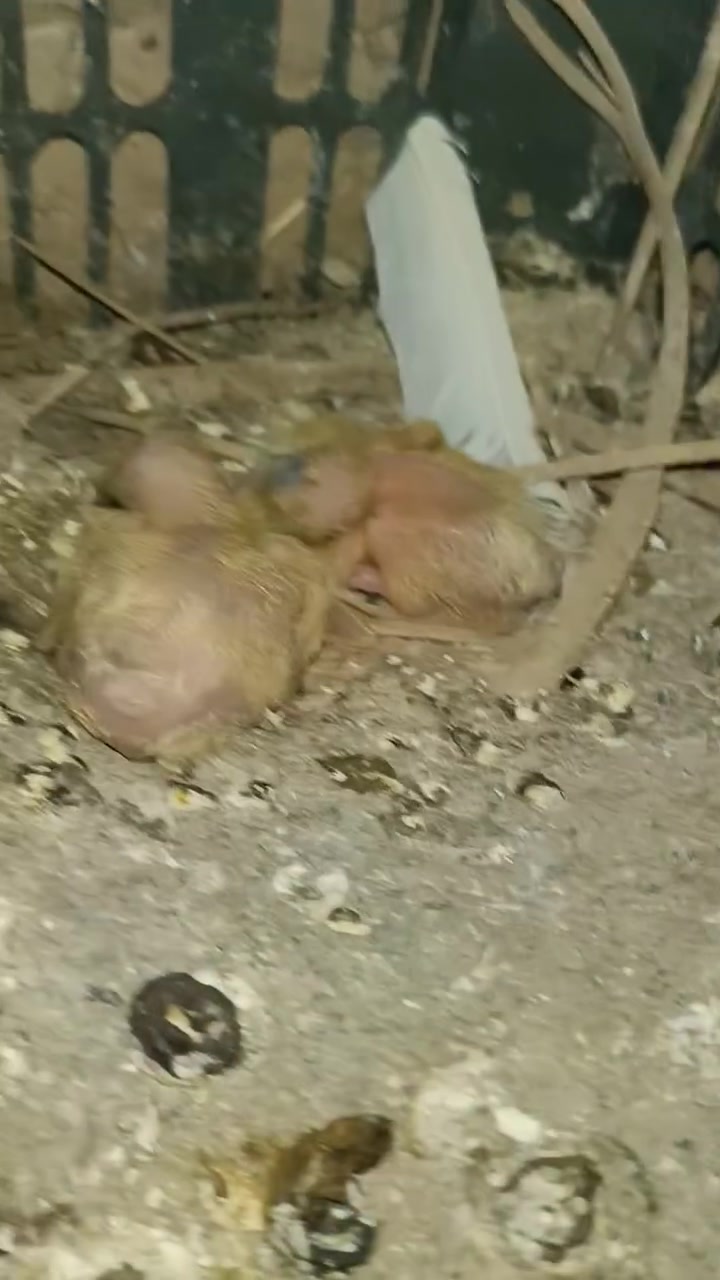 زوجين بصراويات متاح 
الأسود وياهم زوجين افراخ


**إذا كنت صاحب هذا الإعلان وتريد حذفه لأي سبب، رجاءا أرسل رسالة إلى الدعم الفني**